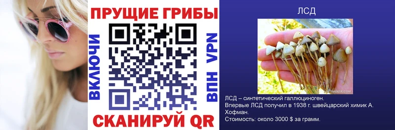 что такое   Тутаев  Псилоцибиновые грибы Magic Shrooms 